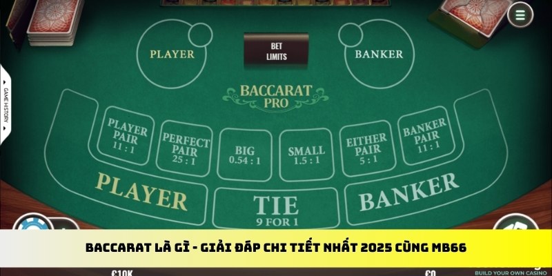 shbet800 gà chọi cu cần