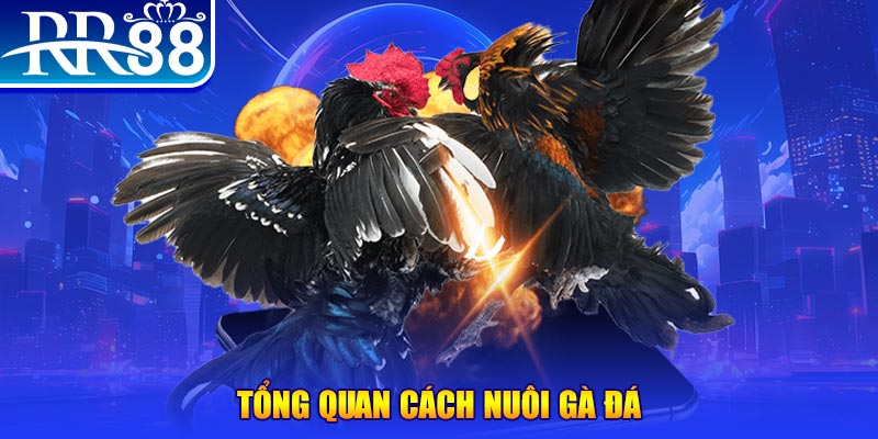 shbet800 VA Điện Tử