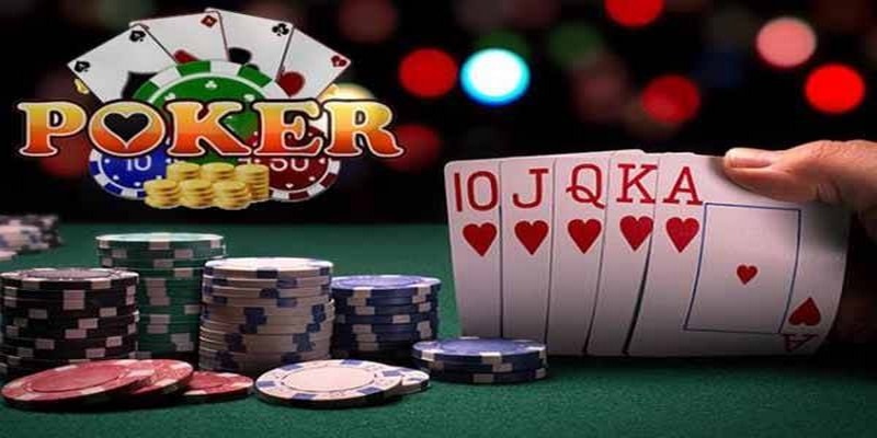 shbet800 đá gà thomo trực tiếp