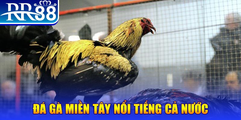shbet800 JILI Game Bài 3d