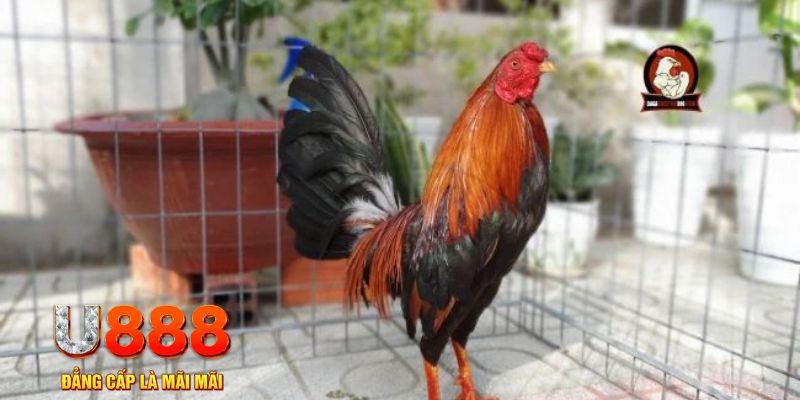 shbet800 casino máy tính