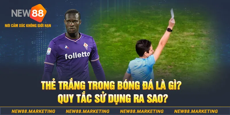 shbet800 gà chọi mộc hóa