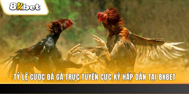 shbet800 đăng nhập phỏm trực tiếp
